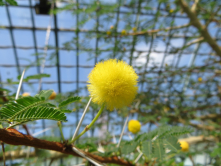 Mimosa,  Serres d'Auteuil, 2016