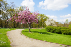 Cerisier, Parc floral de Paris, 2017