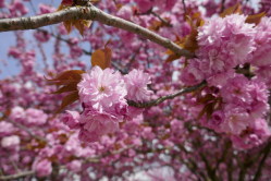 Cerisier du Japon, Parc floral de Paris, 2019