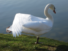 Cygne, lac Daumesnil, 2016