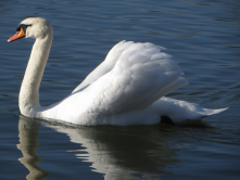 Cygne, lac Daumesnil, 2016