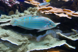 Labre, Aquarium de Monaco, 2020
