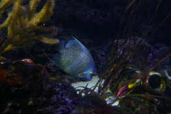 Poisson ange franais, Aquarium du Trocadero, 2018
