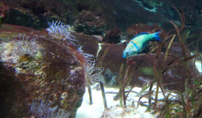 Girelle paon, Aquarium du Trocadero, 2018