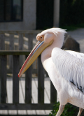 Plican, zoo de Thoiry, 2019