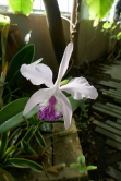 Cattleya, Expo 1001 orchides 2018