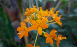 Epidendrum, Expo 1001 orchides 2020