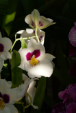Miltonia, 1001 orchides 2019