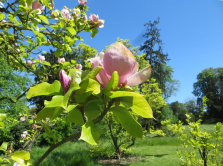 Magnolia, Parc de Bagatelle, 2017