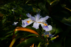 Iris japonica, Jardin des plantes, 2018