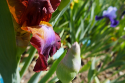 Iris, parc floral de Vincennes
