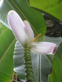 Fleur de bananier, jardin des plantes, 2012