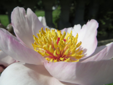 Coeur de pivoine, Serres d'Auteuil, 2016