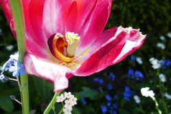 Coeur de tulipe, Serres d'Auteuil, 2017