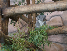 Koala, zoo de Beauval, 2018