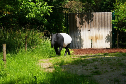 Tapir malais, Mnagerie du jardin des plantes, Paris, 2018