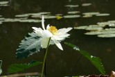 Fleur de lotus, parc de Bagatelle