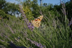 Papillon Belle dame, Ardche, 2015