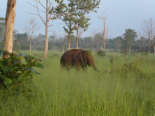 Elephant, Sril Lanka, 2003
